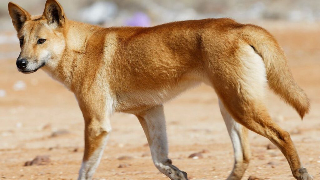 Do Dingoes Attack Humans