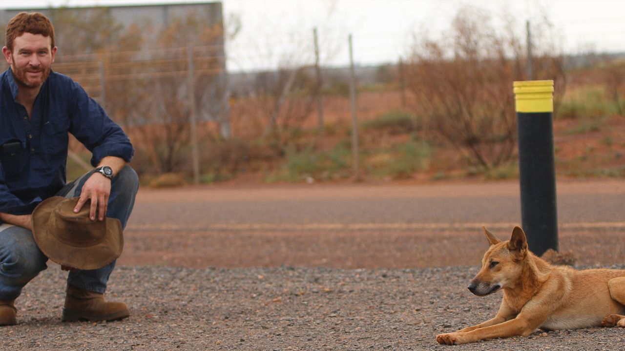 Do Dingoes Attack Humans