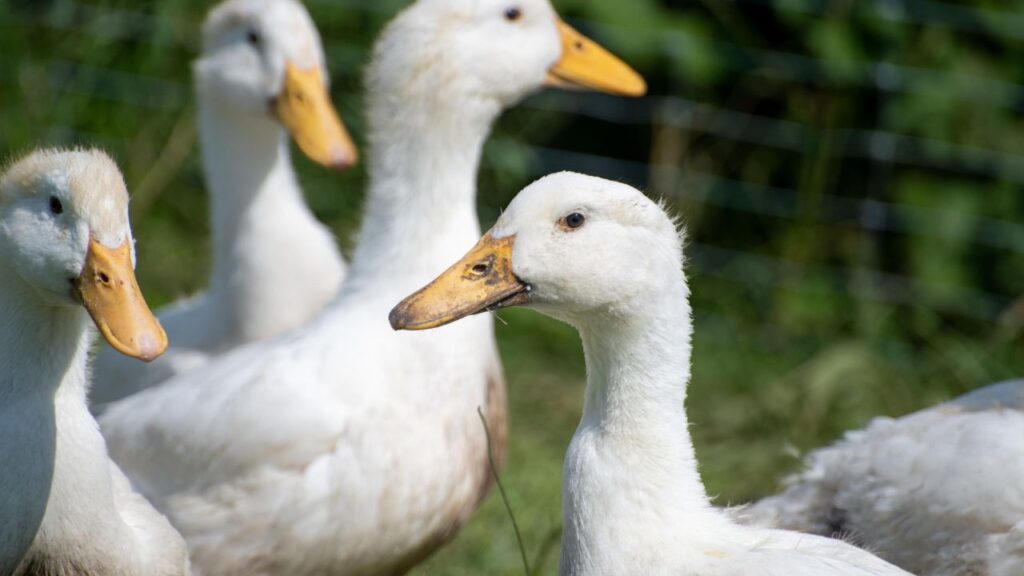 Do Ducks Attack Humans