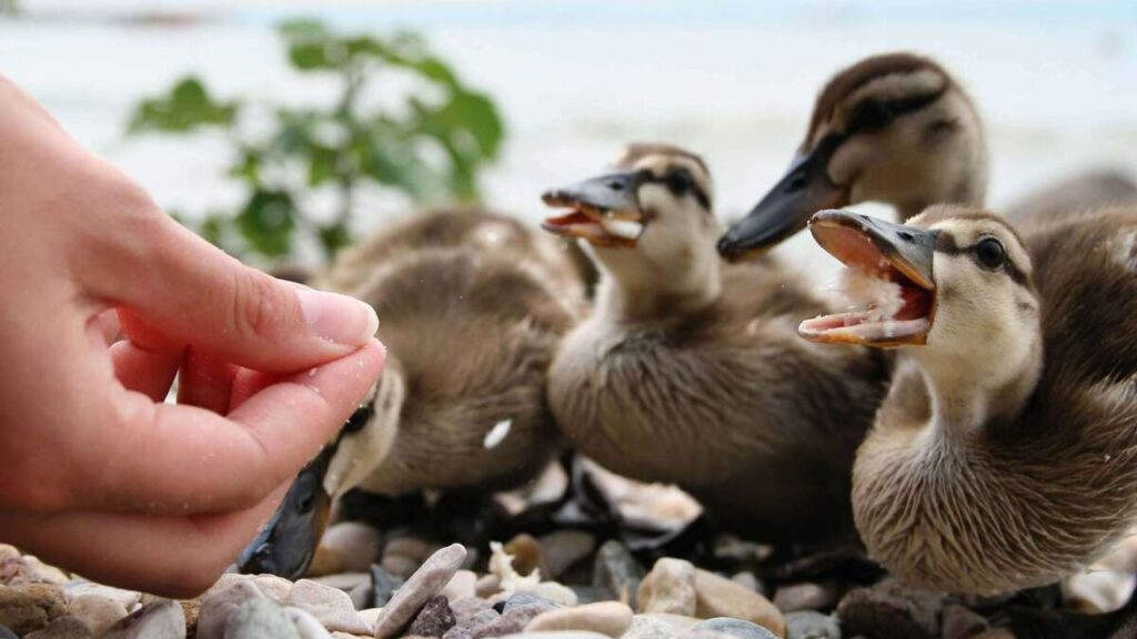 Do Ducks Attack Humans