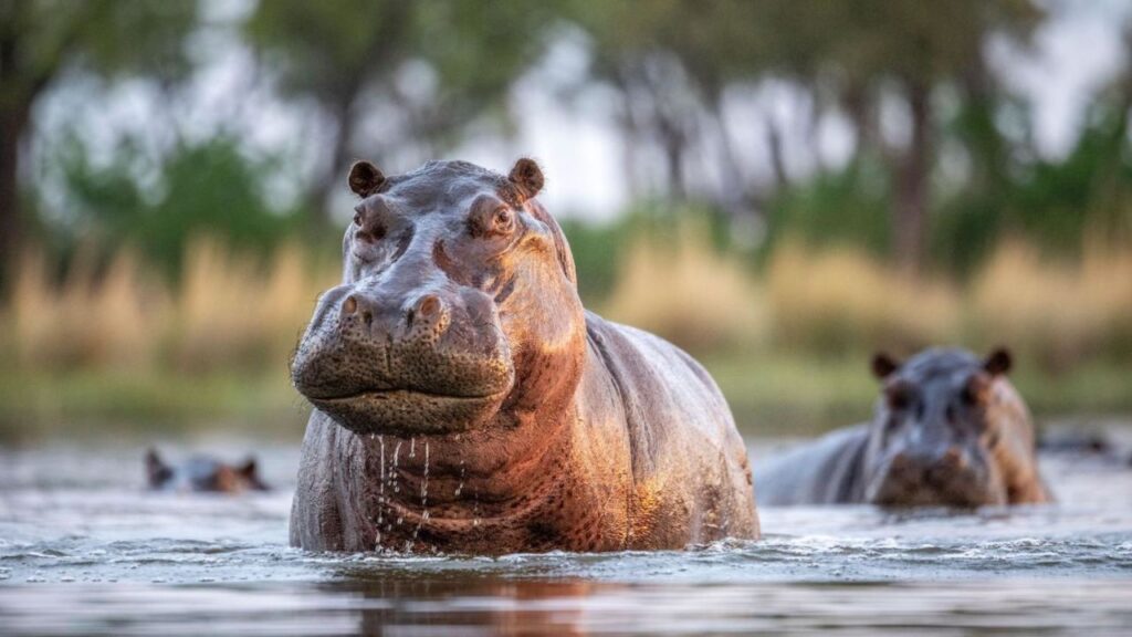 Do Hippos Attack Humans