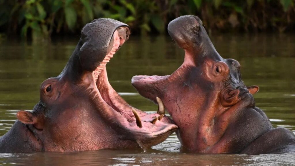 Do Hippos Attack Humans