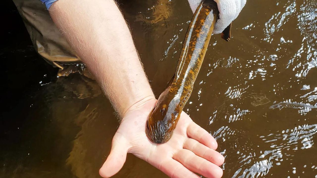 Do Lampreys Attack Humans