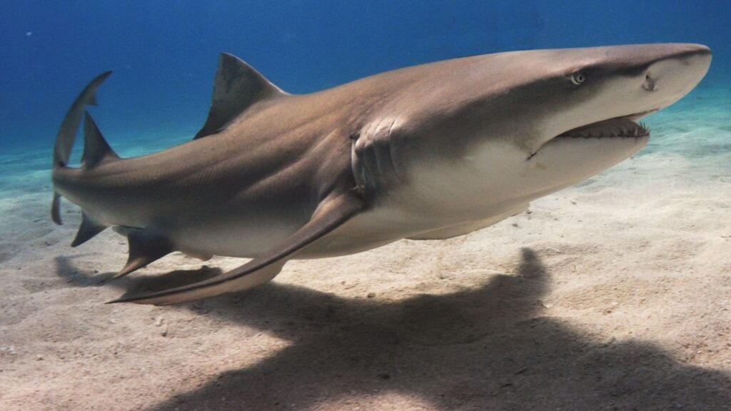 Do Lemon Sharks Attack Humans