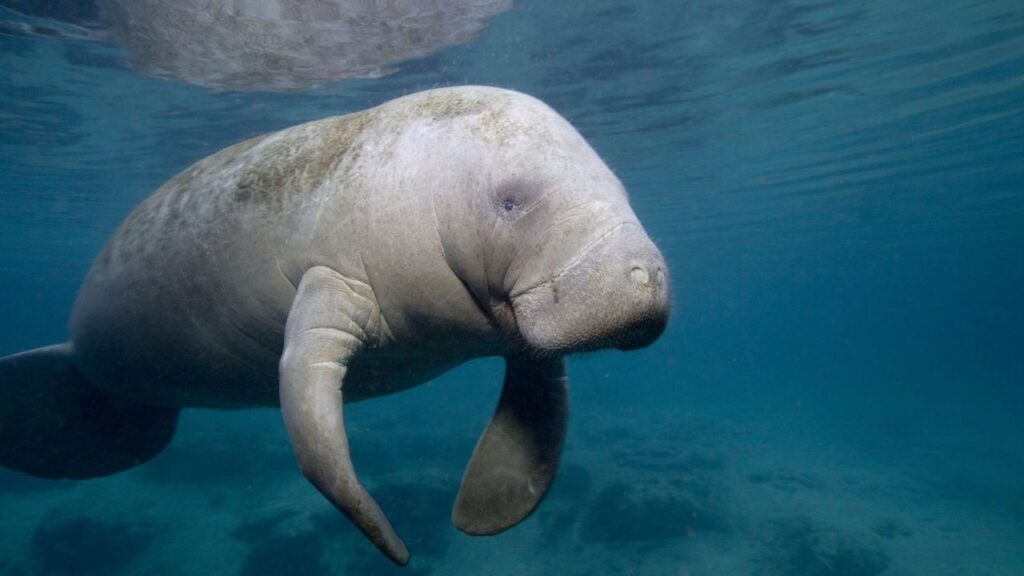 Do Manatees Attack Humans