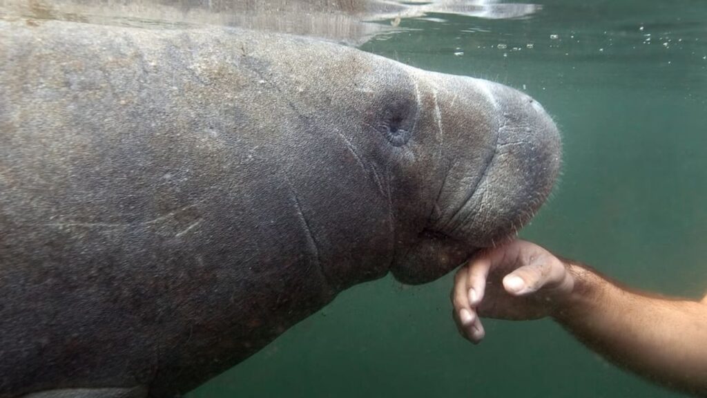 Do Manatees Attack Humans