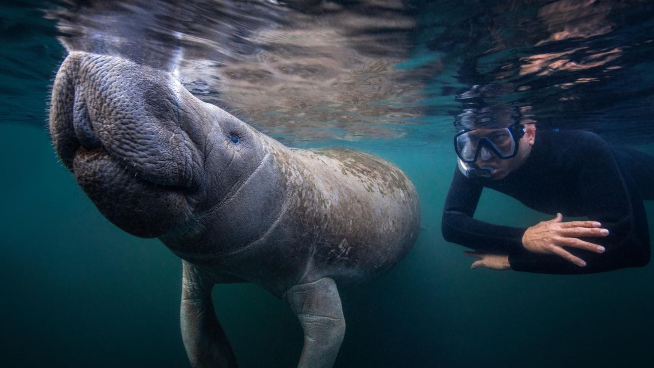 Do Manatees Attack Humans