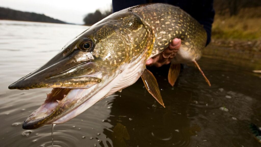 Do Pike Attack Humans?