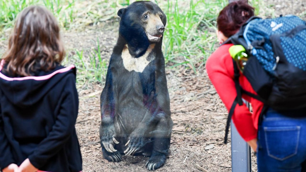 Do Sun Bears Attack Humans