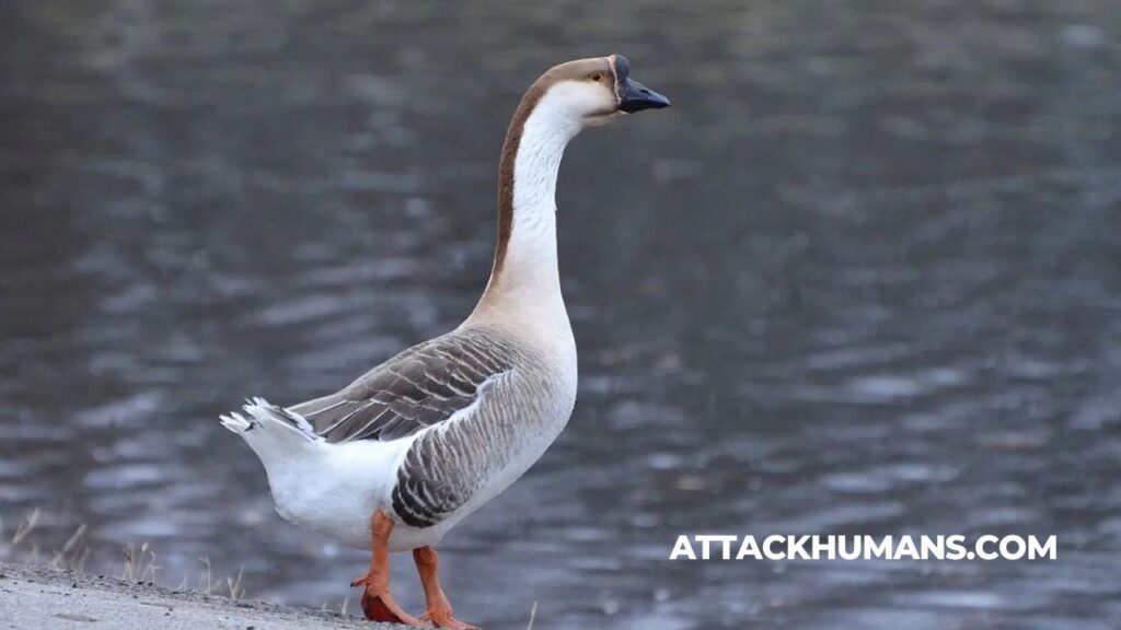 Can Geese Attack Humans