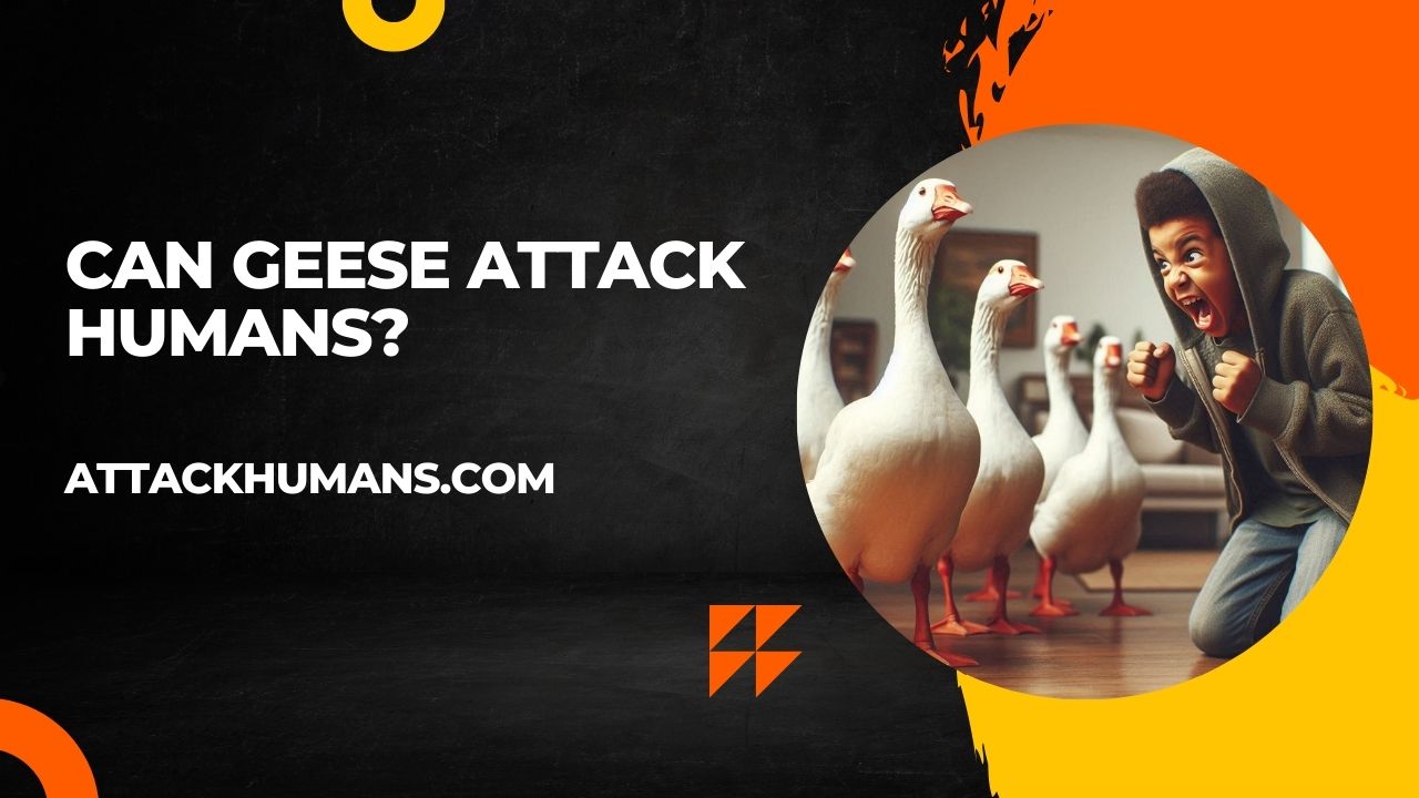 Can Geese Attack Humans