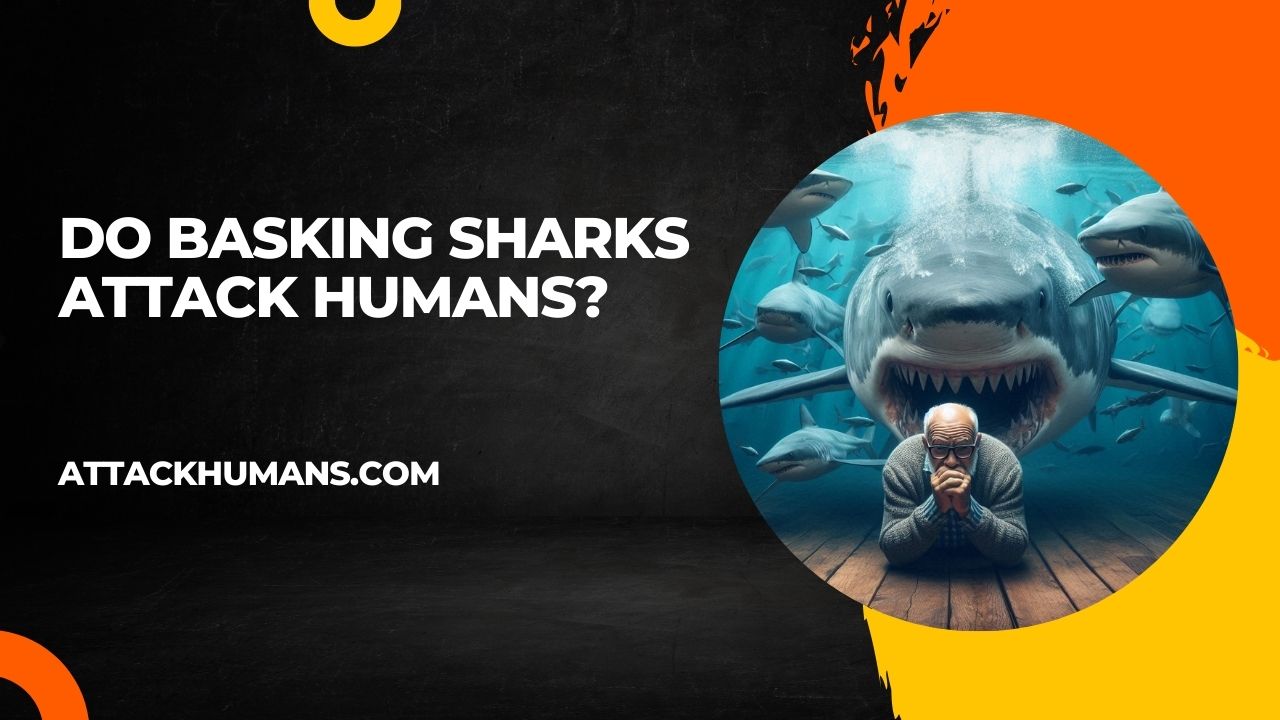 Do Basking Sharks Attack Humans