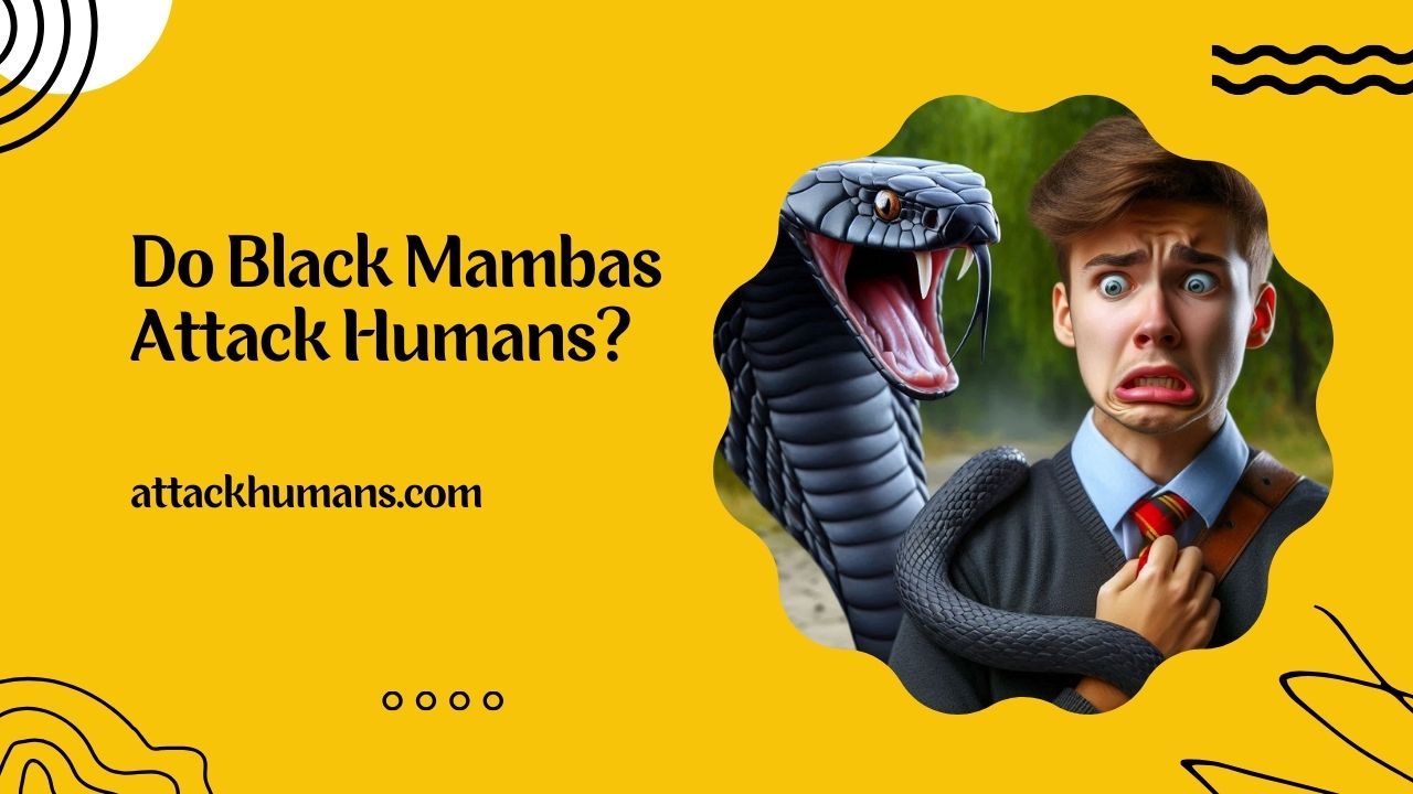 Do Black Mambas Attack Humans