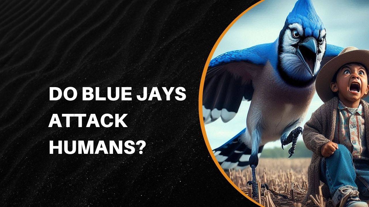 Do Blue Jays Attack Humans