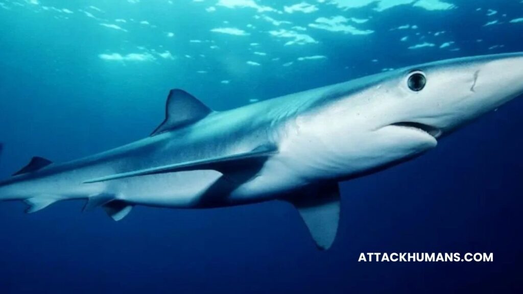 Do Blue Sharks Attack Humans