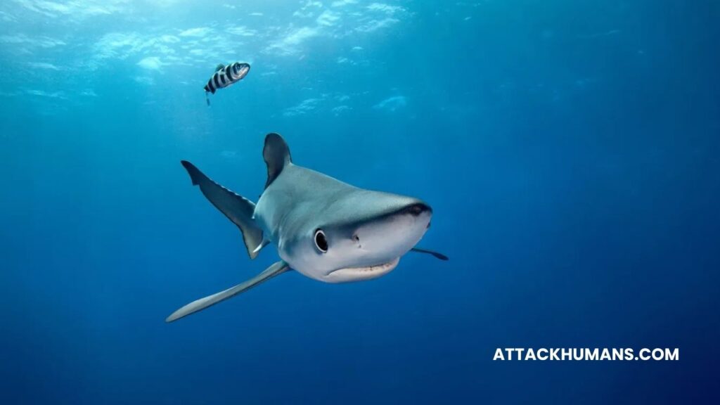 Do Blue Sharks Attack Humans