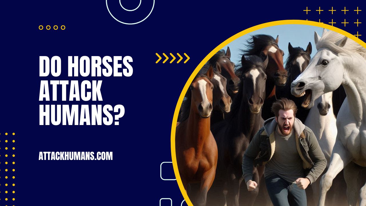 Do Horses Attack Humans