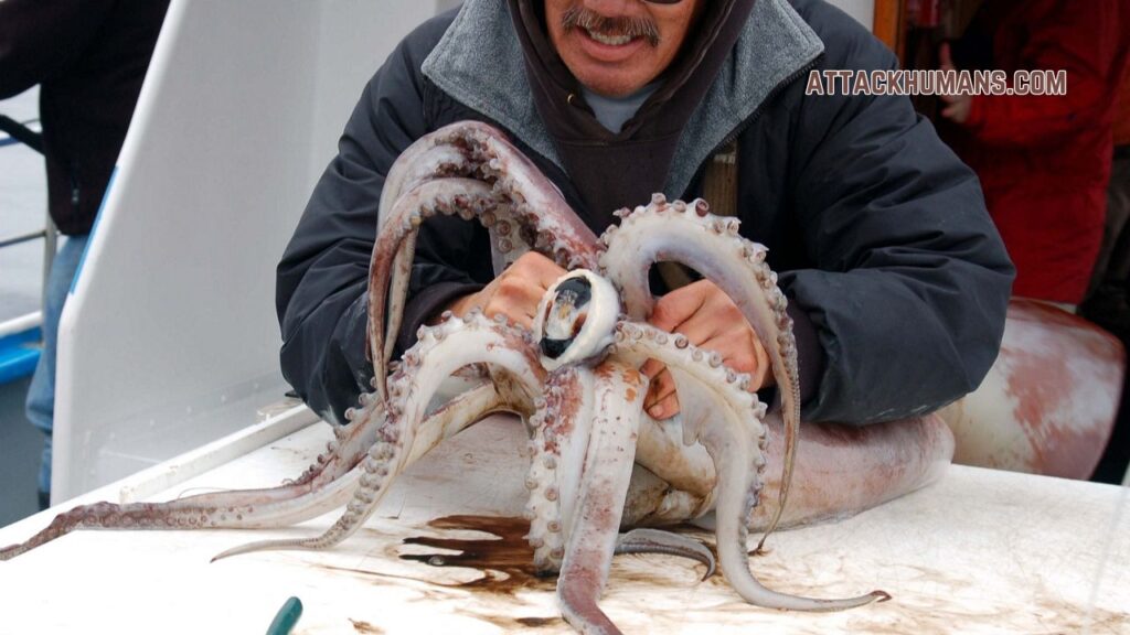 Do Humboldt Squid Attack Humans