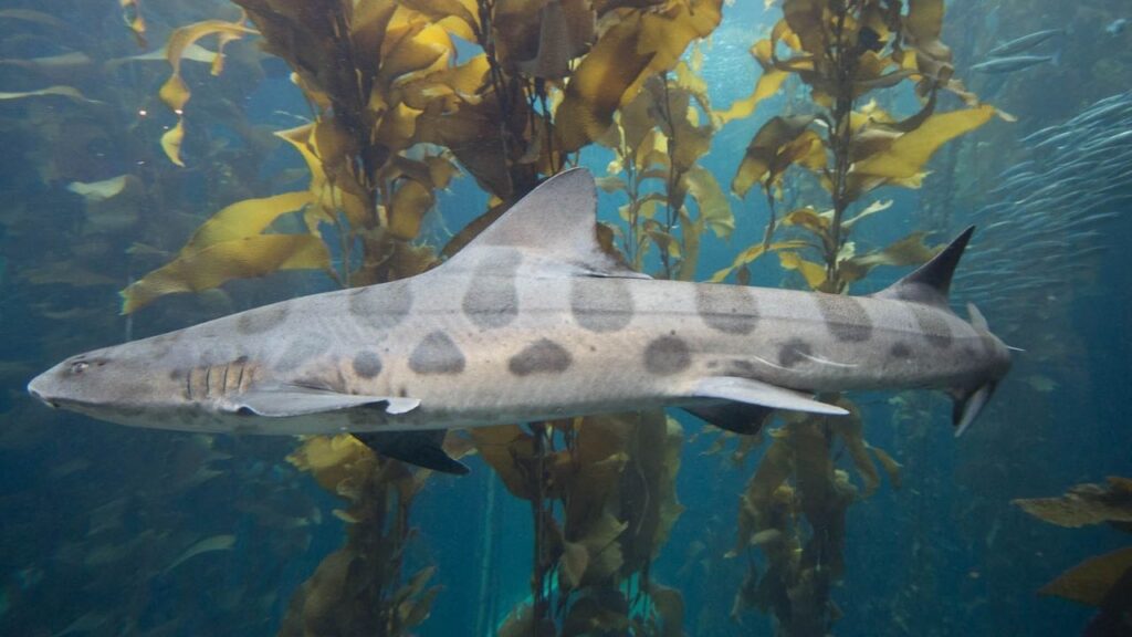 Do Leopard Sharks Attack Humans