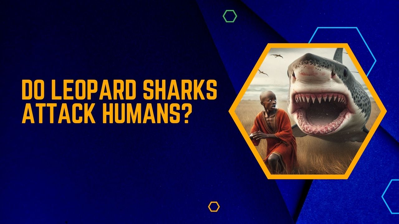 Do Leopard Sharks Attack Humans