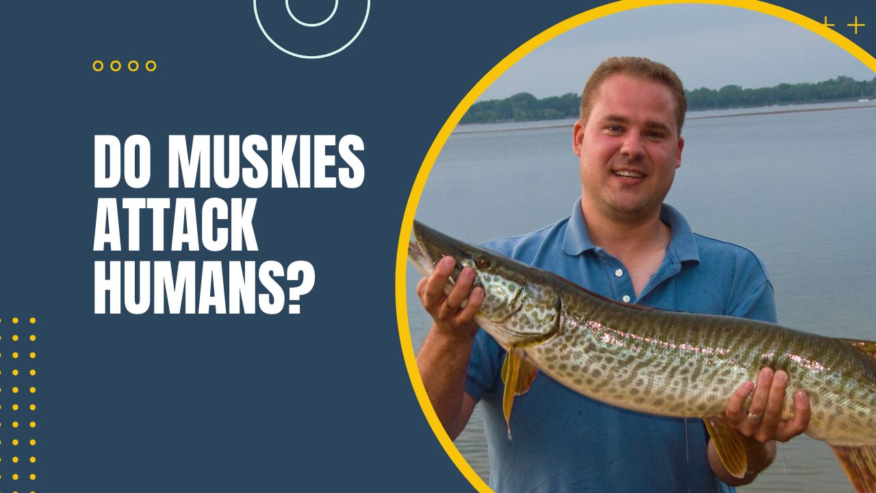 Do Muskies Attack Humans