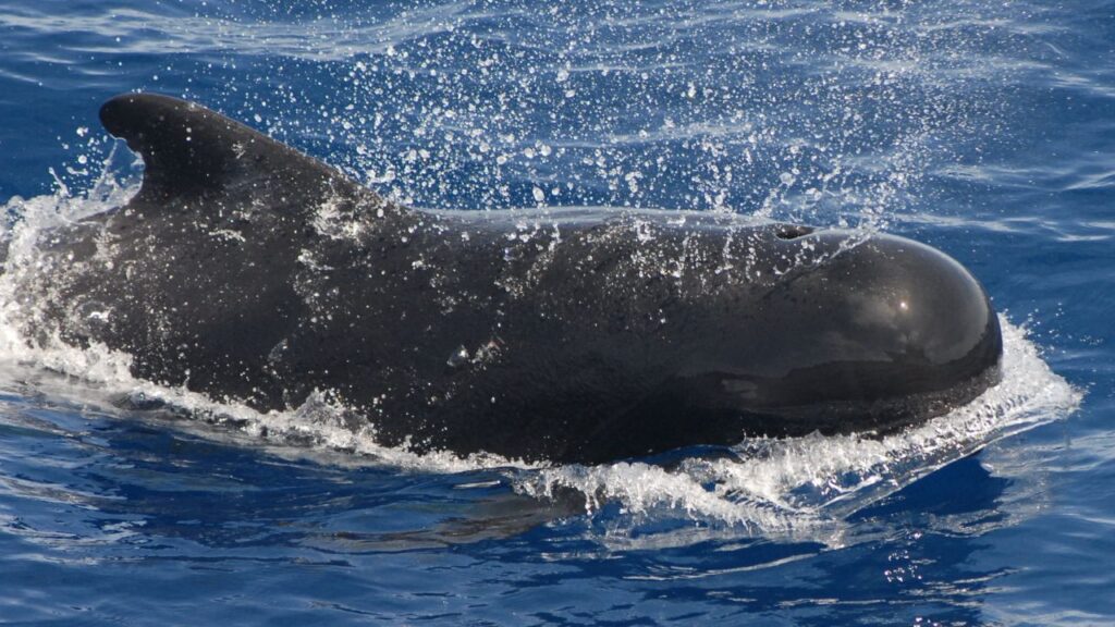 Do Pilot Whales Attack Humans?