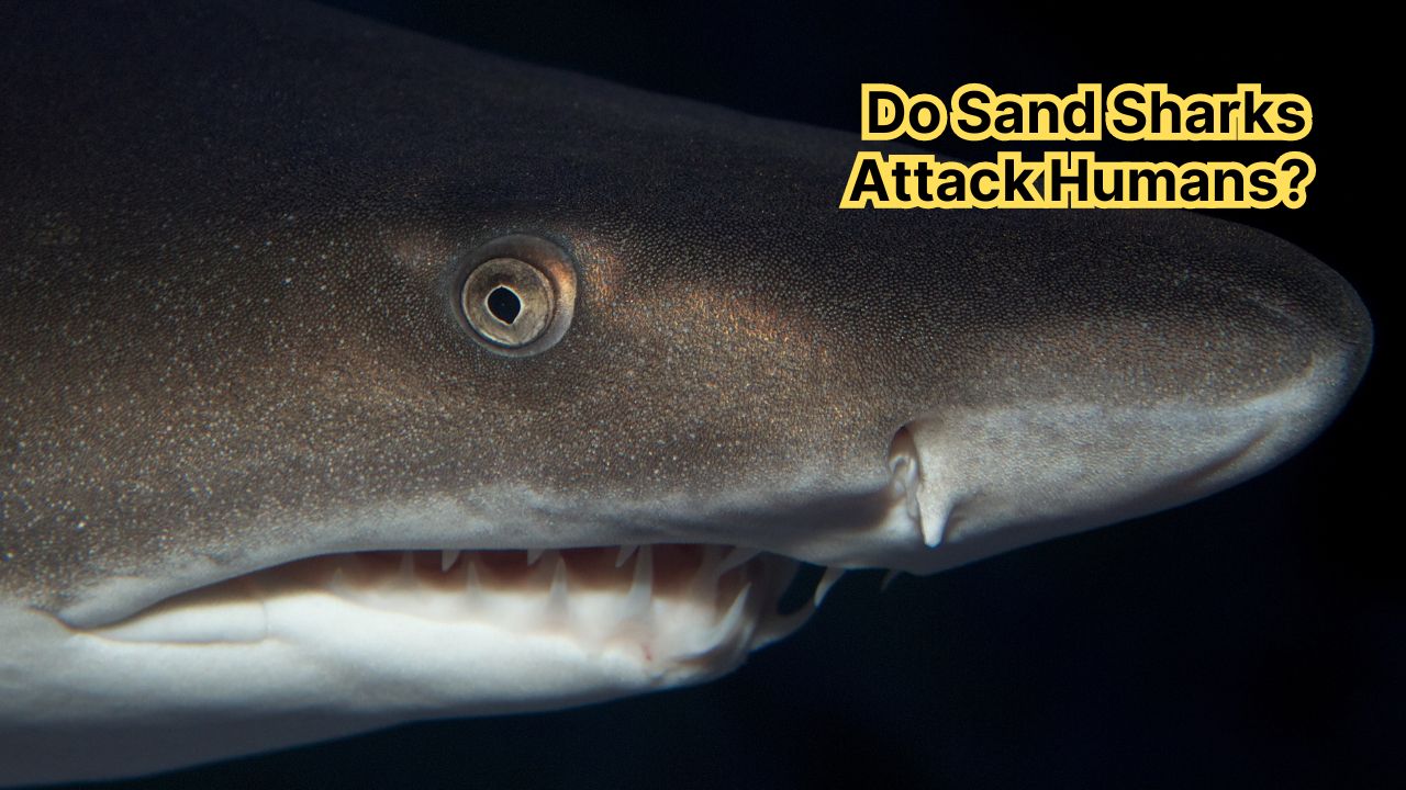 Do Sand Sharks Attack Humans