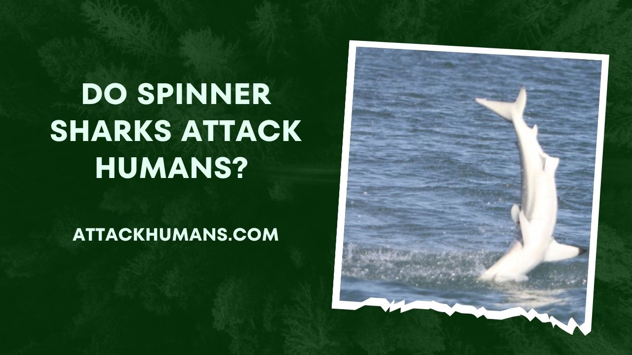 Do Spinner Sharks Attack Humans