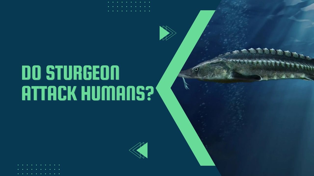 Do Sturgeon Attack Humans