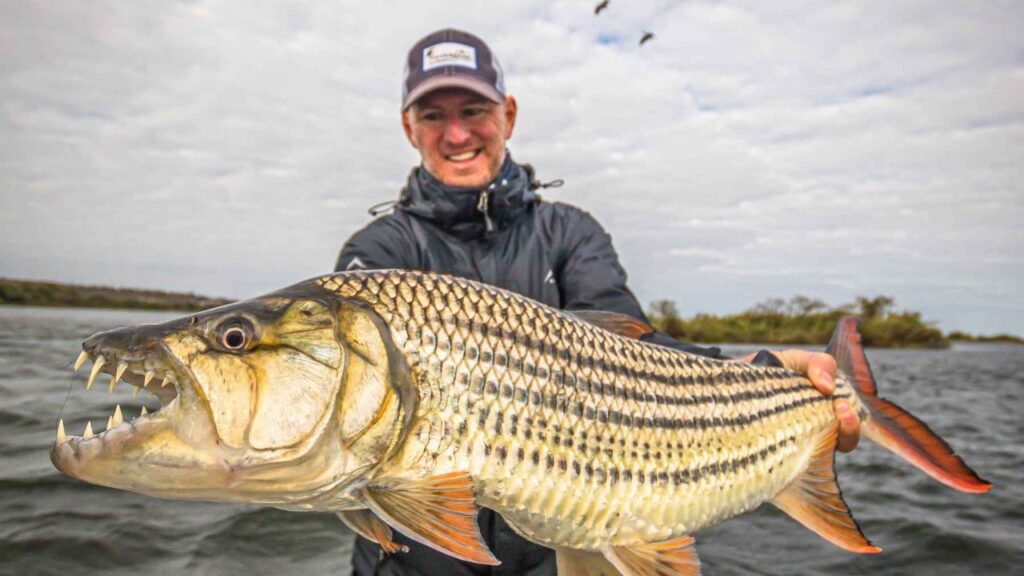 Do Tiger Fish Attack Humans?