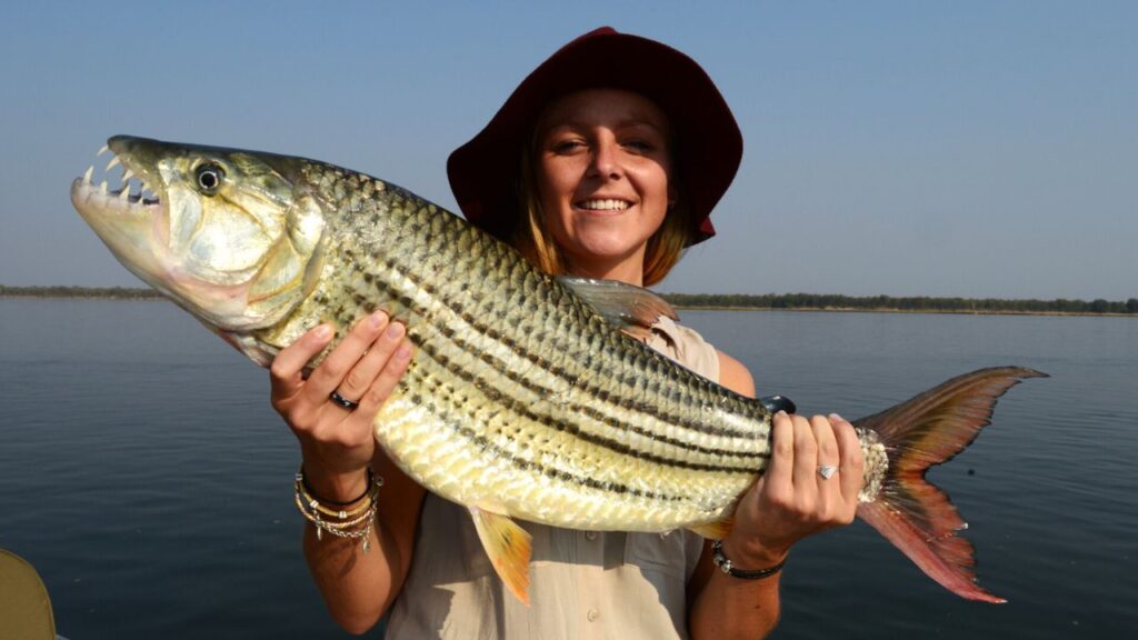 Do Tiger Fish Attack Humans?