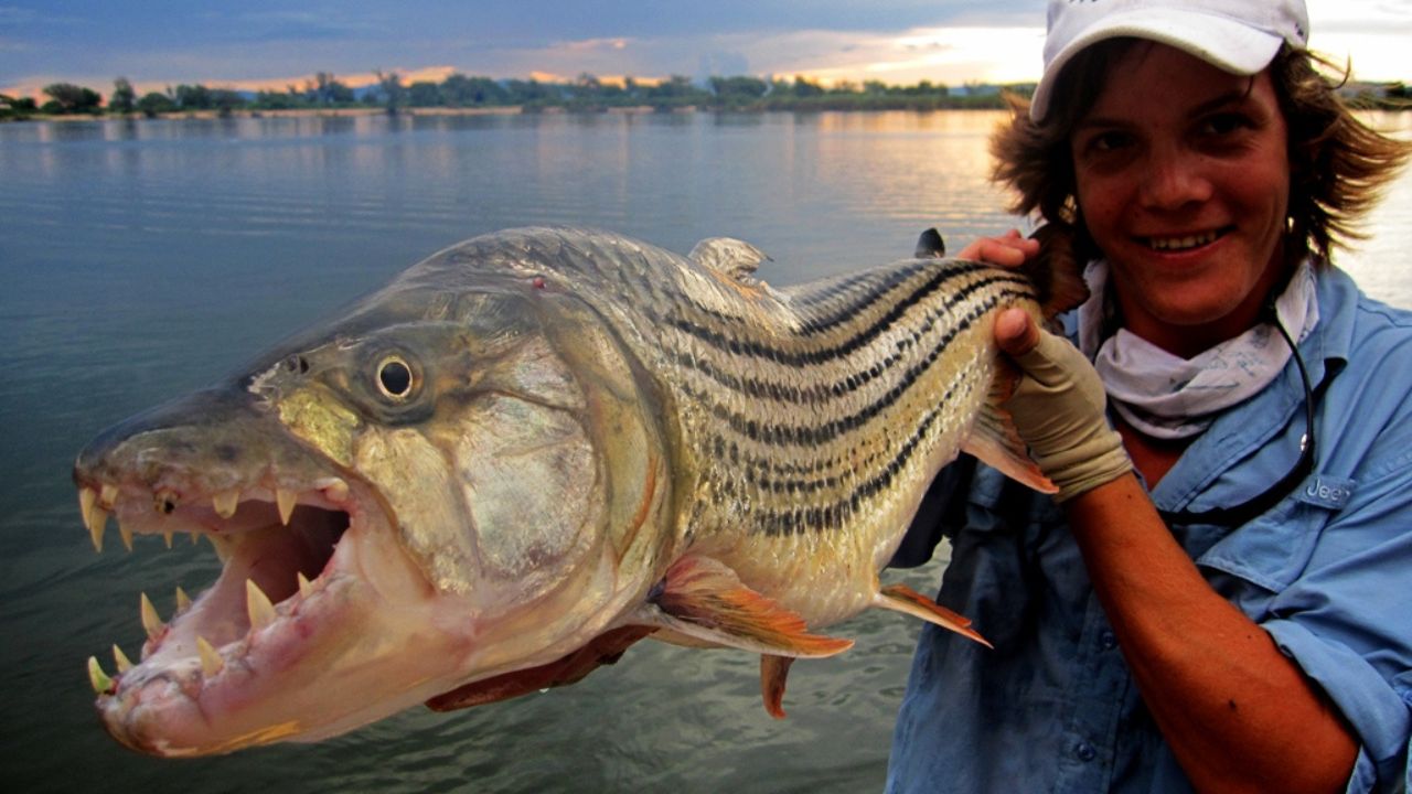 Do Tiger Fish Attack Humans