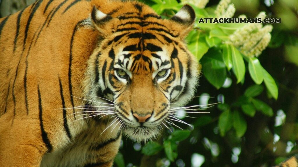 Do Tigers Attack Humans For No Reason