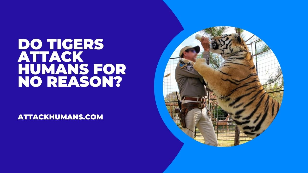 Do Tigers Attack Humans For No Reason