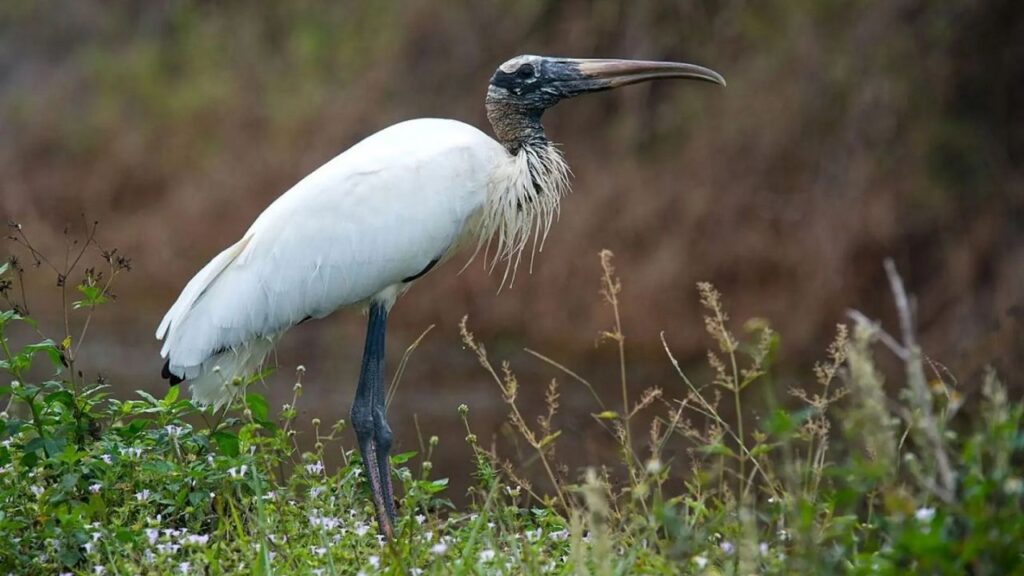 Do Wood Storks Attack Humans