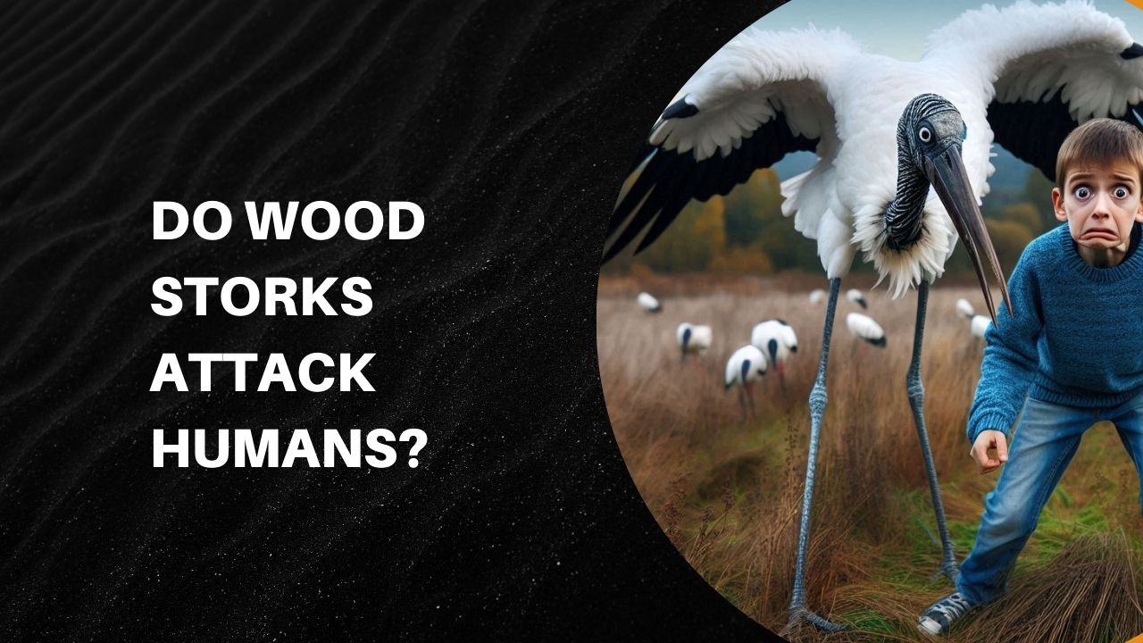 Do Wood Storks Attack Humans