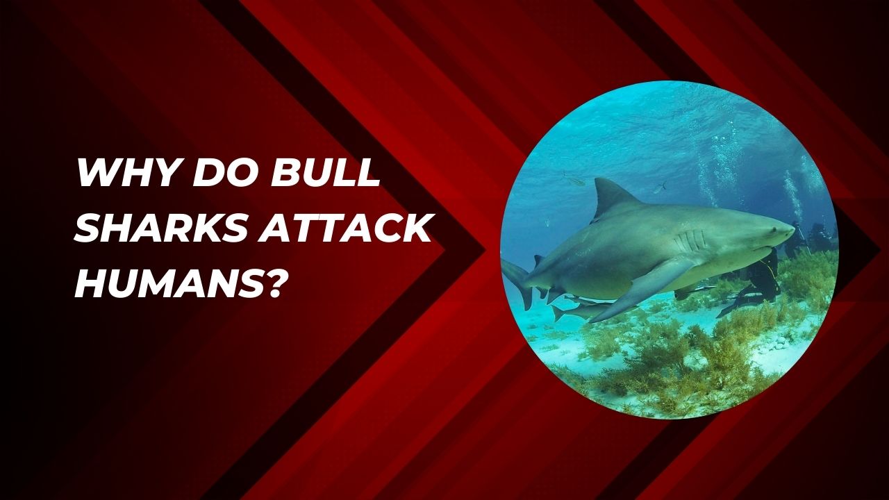 Why Do Bull Sharks Attack Humans