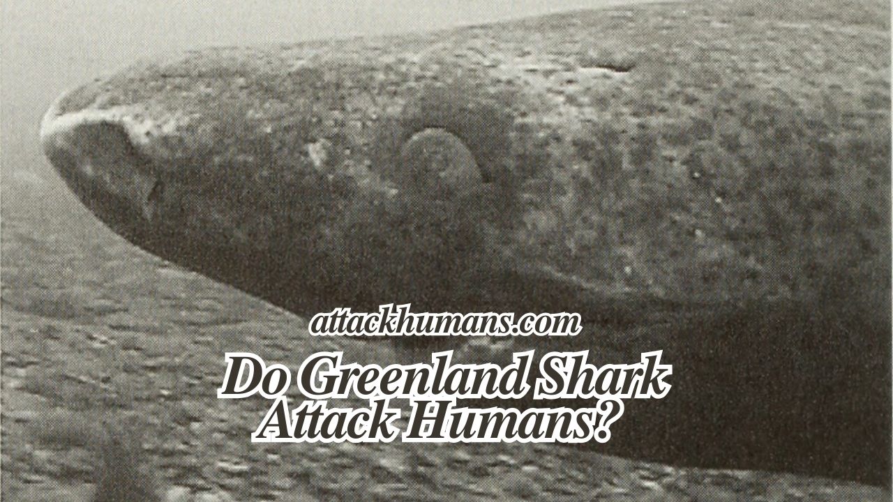 do greenland shark attack humans