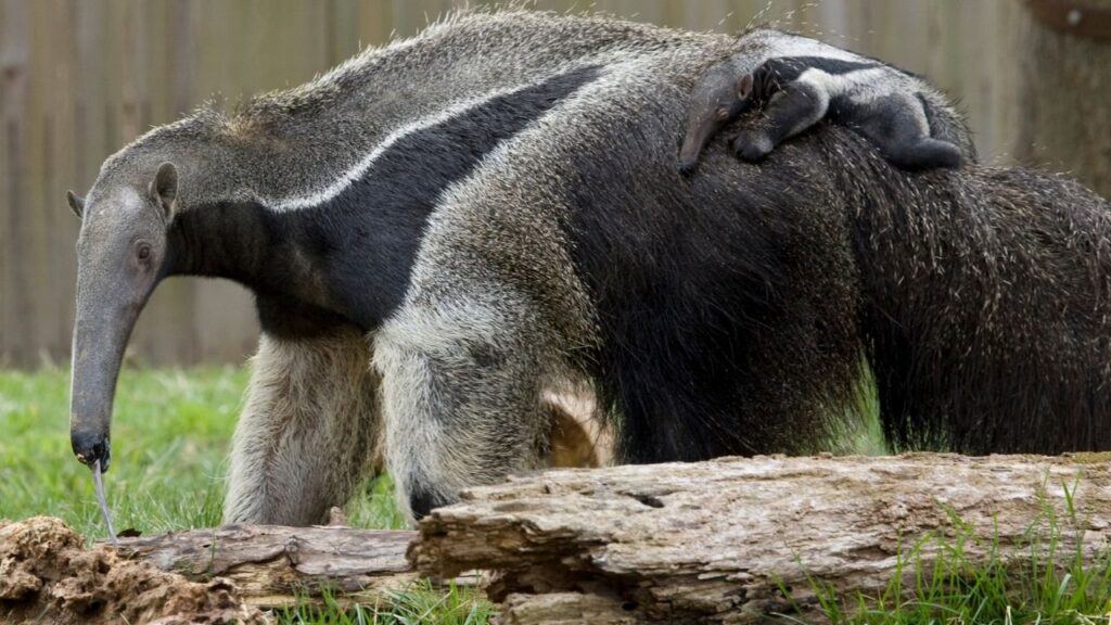 Do Anteaters Attack Humans