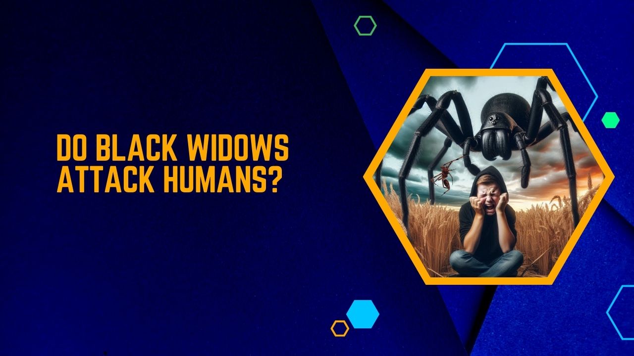 Do Black Widows Attack Humans