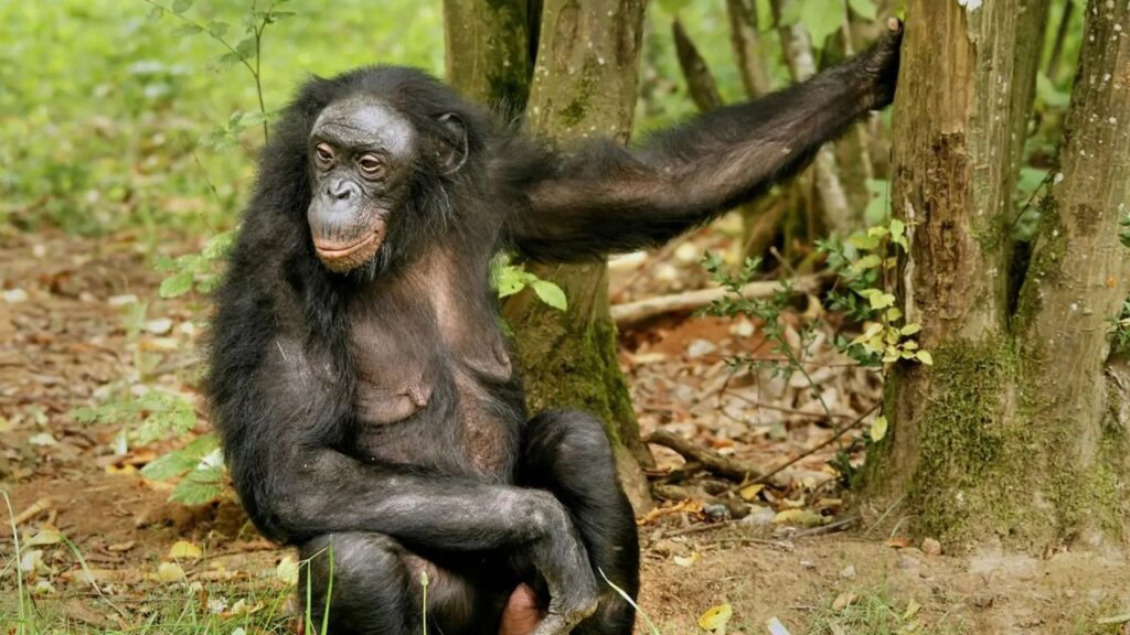 Do Bonobos Attack Humans?