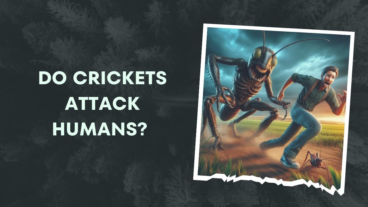 Do Crickets Attack Humans