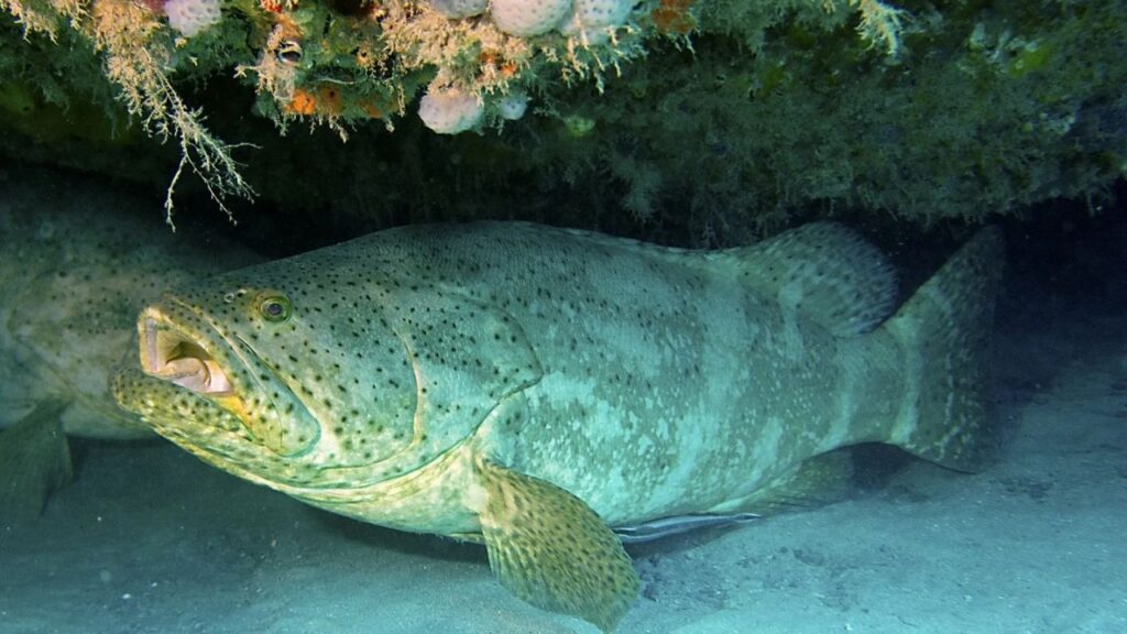 Do Goliath Groupers Attack Humans