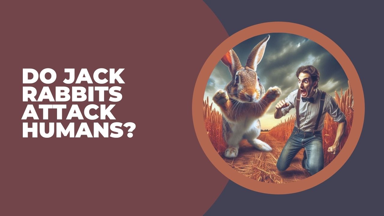 Do Jack Rabbits Attack Humans