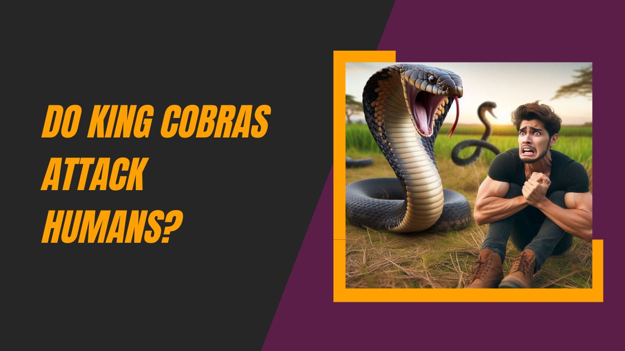 Do King Cobras Attack Humans