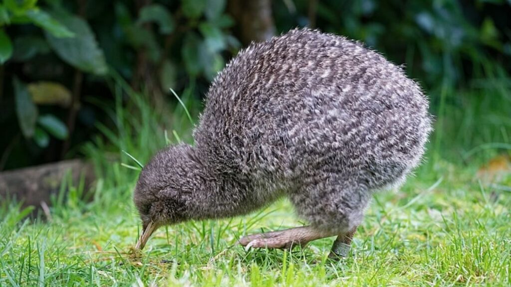 Do Kiwi Birds Attack Humans (2)