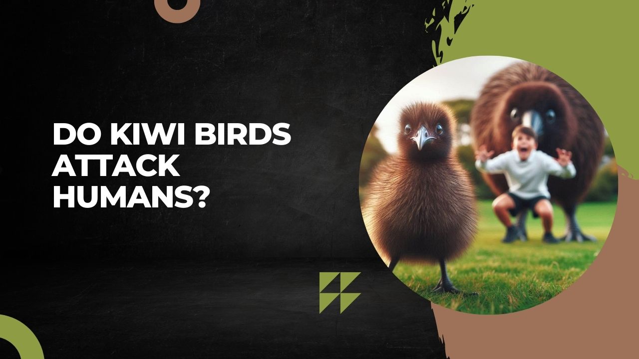 Do Kiwi Birds Attack Humans