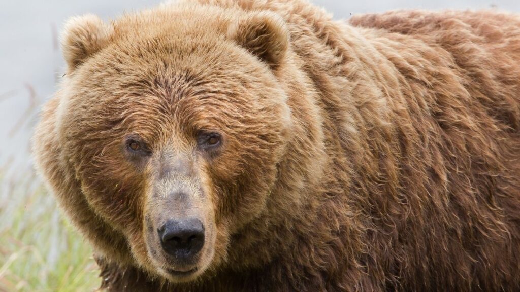 Do Kodiak Bears Attack Humans?