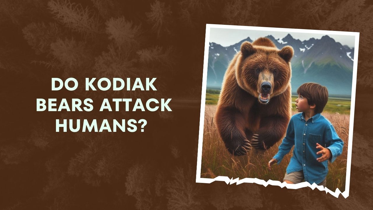 Do Kodiak Bears Attack Humans