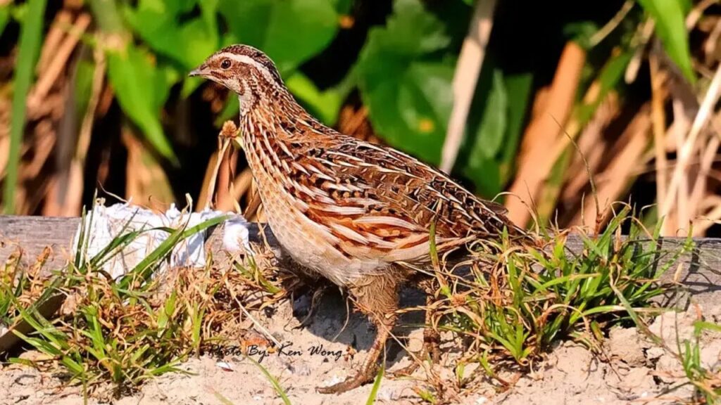 Do Quails Attack Humans (2)